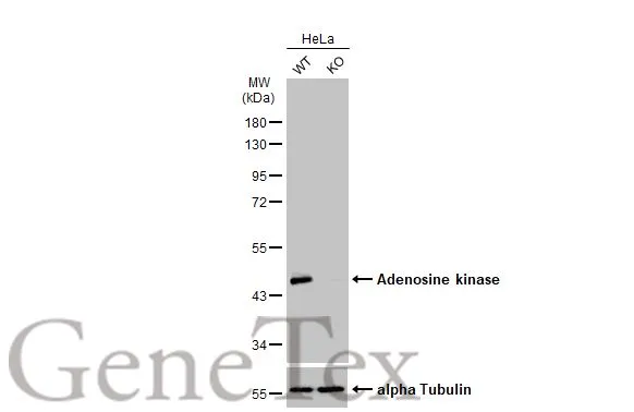 Wild-type (WT) and Adenosine kinase knockout (KO) HeLa cell extracts (30 μg) were separated by 10% SDS-PAGE, and the membrane was blotted with Adenosine kinase antibody (GTX101385) diluted at 1:5000. The HRP-conjugated anti-rabbit IgG antibody (GTX213110-01) was used to detect the primary antibody.