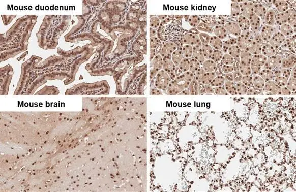 Adenosine kinase antibody detects Adenosine kinase protein by immunohistochemical analysis. Sample: Paraffin-embedded mouse tissues. Adenosine kinase stained by Adenosine kinase antibody (GTX101385) diluted at 1:500. Antigen Retrieval: Citrate buffer, pH 6.0, 15 min