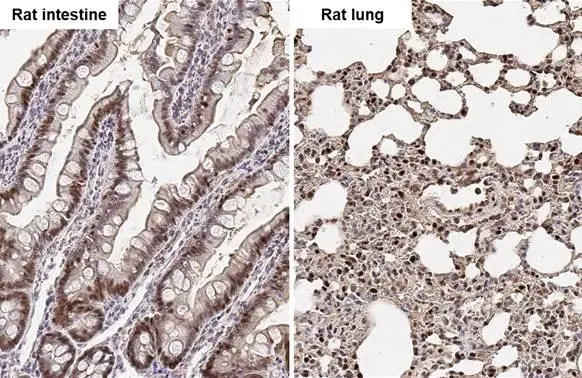 Adenosine kinase antibody detects Adenosine kinase protein by immunohistochemical analysis. Sample: Paraffin-embedded rat tissues. Adenosine kinase stained by Adenosine kinase antibody (GTX101385) diluted at 1:500. Antigen Retrieval: Citrate buffer, pH 6.0, 15 min