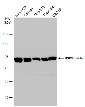 Various whole cell extracts (30 μg) were separated by 7.5% SDS-PAGE, and the membrane was blotted with HSP90 beta antibody [N2C2], Internal (GTX101423) diluted at 1:2000. The HRP-conjugated anti-rabbit IgG antibody (GTX213110-01) was used to detect the primary antibody.