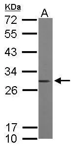 Sample (50 ug of whole cell lysate) A: mouse brain 12% SDS PAGE GTX101428 diluted at 1:10000 Sample (50 ug of whole cell lysate) A: mouse brain 12% SDS PAGE GTX101428 diluted at 1:10000