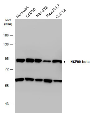 Various whole cell extracts (30 μg) were separated by 7.5% SDS-PAGE, and the membrane was blotted with HSP90 beta antibody (GTX101448) diluted at 1:1500. The HRP-conjugated anti-rabbit IgG antibody (GTX213110-01) was used to detect the primary antibody.