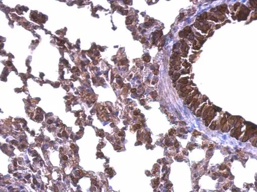 HSP90 beta antibody detects HSP90 beta protein at cytosol on mouse lung by immunohistochemical analysis. Sample: Paraffin-embedded mouse lung. HSP90 beta antibody (GTX101448) dilution: 1:500. 
 Antigen Retrieval: Trilogy? (EDTA based, pH 8.0) buffer, 15min