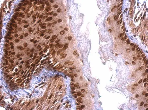 Scaffold attachment factor B1 antibody detects Scaffold attachment factor B1 protein at nucleus on mouse intestine by immunohistochemical analysis. Sample: Paraffin-embedded mouse esophagus. Scaffold attachment factor B1 antibody (GTX101450) dilution: 1:500. 
 Antigen Retrieval: Trilogy? (EDTA based, pH 8.0) buffer, 15min