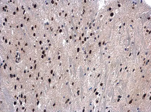 UAP56 antibody [N1C2] detects UAP56 protein at nucleus in mouse brain by immunohistochemical analysis. Sample: Paraffin-embedded mouse brain. UAP56 antibody [N1C2] (GTX101475) diluted at 1:500. 
 Antigen Retrieval: Citrate buffer, pH 6.0, 15 min