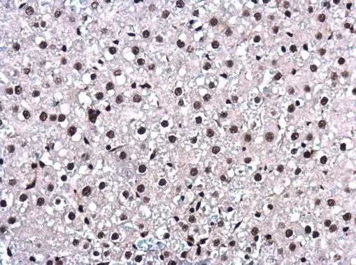 BAT1 antibody [N1C2] detects BAT1 protein at nucleus in rat liver by immunohistochemical analysis. Sample: Paraffin-embedded rat liver. BAT1 antibody [N1C2] (GTX101475) diluted at 1:500. 
 Antigen Retrieval: Citrate buffer, pH 6.0, 15 min