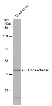 Mouse tissue extract (50 μg) was separated by 7.5% SDS-PAGE, and the membrane was blotted with Transketolase antibody [N3C2], Internal (GTX101477) diluted at 1:1000.