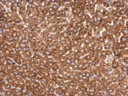 Transketolase antibody [N3C2], Internal detects Transketolase protein at cytoplasm in mouse liver by immunohistochemical analysis. Sample: Paraffin-embedded mouse liver. Transketolase antibody [N3C2], Internal (GTX101477) diluted at 1:500. 
 Antigen Retrieval: Citrate buffer, pH 6.0, 15 min