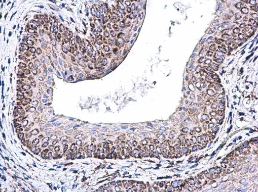 COX5A antibody [N1C3] detects COX5A protein at mitochondria on mouse cervix by immunohistochemical analysis. Sample: Paraffin-embedded mouse cervix. COX5A antibody [N1C3] (GTX101487) diluted at 1:500. 
 Antigen Retrieval: Citrate buffer, pH 6.0, 15 min