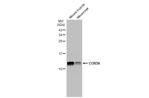 Various tissue extracts (50 μg) were separated by 15% SDS-PAGE, and the membrane was blotted with COX5A antibody [N1C3] (GTX101487) diluted at 1:1000. The HRP-conjugated anti-rabbit IgG antibody (GTX213110-01) was used to detect the primary antibody.