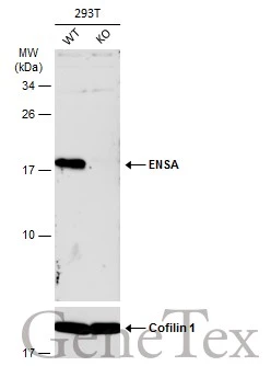 Wild-type (WT) and ENSA knockout (KO) 293T cell extracts (30 μg) were separated by 15% SDS-PAGE, and the membrane was blotted with ENSA antibody (GTX101493) diluted at 1:500. The HRP-conjugated anti-rabbit IgG antibody (GTX213110-01) was used to detect the primary antibody.