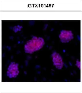 Immunofluorescence analysis of mESCs on CF1 feeders, using OCT3/4(GTX101497) antibody at 1:200 dilution.
