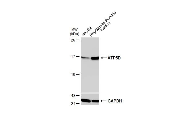 HepG2 and mitochondria extracts (30 μg) were separated by SDS-PAGE, and the membrane was blotted with ATP5D antibody (GTX101503) diluted at 1:2000. The HRP-conjugated anti-rabbit IgG antibody (GTX213110-01) was used to detect the primary antibody.
