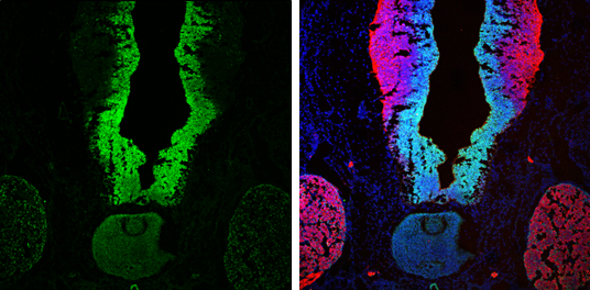SOX2 antibody [N1C3] detects SOX2 protein at nucleus by immunohistochemical analysis. Sample: Frozen sectioned E13.5 rat brain. Green: SOX2 protein stained by SOX2 antibody [N1C3] (GTX101507) diluted at 1:250. Red: beta Tubulin 3/ TUJ1, a mature neuron marker, stained by beta Tubulin 3/ TUJ1 antibody [GT11710] (GTX631836) diluted at 1:250. Blue: Fluoroshield with DAPI (GTX30920).