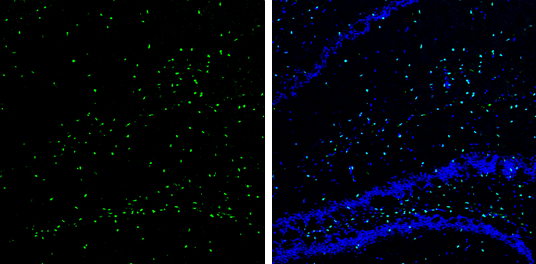 SOX2 antibody [N1C3] detects SOX2 protein expression by immunohistochemical analysis. Sample: Frozen-sectioned adult mouse hippocampus. Green: SOX2 protein stained by SOX2 antibody [N1C3] (GTX101507) diluted at 1:250. Blue: Fluoroshield with DAPI (GTX30920).