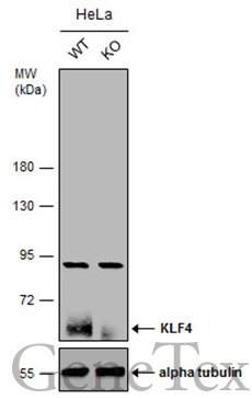 Wild-type (WT) and KLF4 knockout (KO) HeLa cell extracts (30 μg) were separated by 7.5% SDS-PAGE, and the membrane was blotted with KLF4 antibody (GTX101509) diluted at 1:2000. The HRP-conjugated anti-rabbit IgG antibody (GTX213110-01) was used to detect the primary antibody.