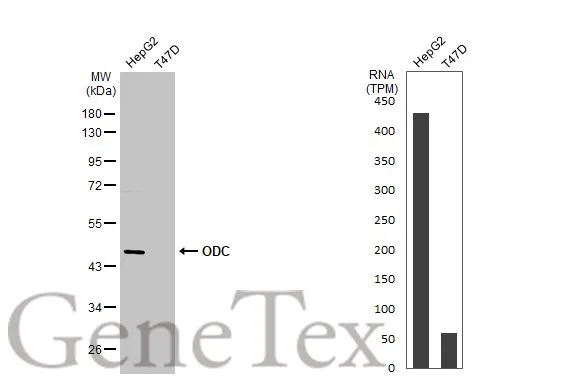 Various whole cell extracts (30 μg) were separated by 10% SDS-PAGE, and the membrane was blotted with ODC antibody [N3C3] (GTX101521) diluted at 1:1000. The HRP-conjugated anti-rabbit IgG antibody (GTX213110-01) was used to detect the primary antibody, and the signal was developed with Trident ECL plus-Enhanced. Corresponding RNA expression data for the same cell lines are based on Human Protein Atlas program.