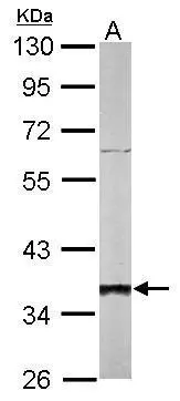 Sample (50 ug of whole cell lysate) A: mouse liver 10% SDS PAGE GTX101532 diluted at 1:1000