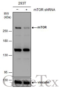 Non-transfected (–) and transfected (+) 293T whole cell extracts (30 μg) were separated by 5% SDS-PAGE, and the membrane was blotted with mTOR antibody [C1], Internal (GTX101558) diluted at 1:500.