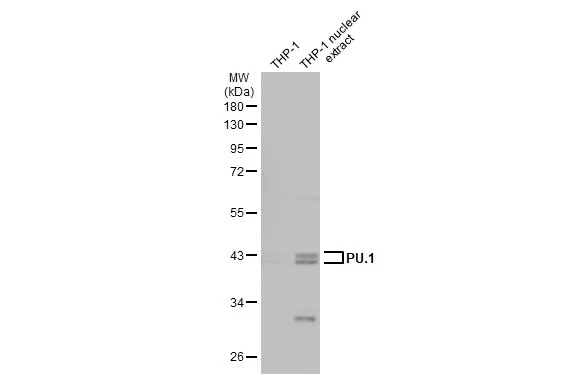 THP-1 whole cell and nuclear extracts (30 μg) were separated by 10% SDS-PAGE, and the membrane was blotted with PU.1 antibody [N1C1] (GTX101581) diluted at 1:500. The HRP-conjugated anti-rabbit IgG antibody (GTX213110-01) was used to detect the primary antibody.