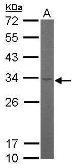 Sample (50 μg of whole cell lysate) A: Mouse brain 12% SDS PAGE GTX101614 diluted at 1:1000 The HRP-conjugated anti-rabbit IgG antibody (GTX213110-01) was used to detect the primary antibody.