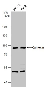 Calnexin antibody [N3C2], Internal