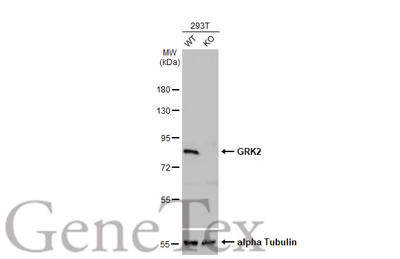 Wild-type (WT) and GRK2 knockout (KO) 293T cell extracts (30 μg) were separated by 7.5% SDS-PAGE, and the membrane was blotted with GRK2 antibody [C2C3], C-term (GTX101682) diluted at 1:1000. The HRP-conjugated anti-rabbit IgG antibody (GTX213110-01) was used to detect the primary antibody.