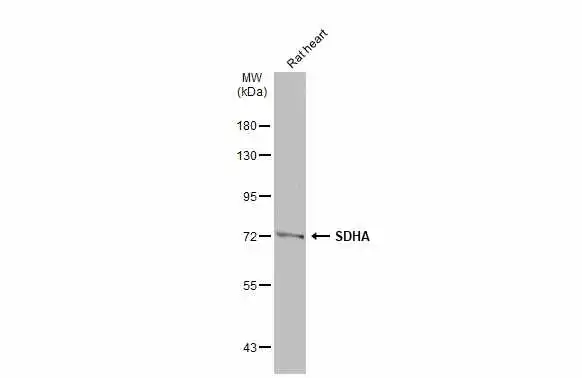 Rat tissue extract (50 μg) was separated by 7.5% SDS-PAGE, and the membrane was blotted with SDHA antibody (GTX101689) diluted at 1:1000. The HRP-conjugated anti-rabbit IgG antibody (GTX213110-01) was used to detect the primary antibody.
