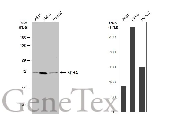 Various whole cell extracts (30 μg) were separated by 7.5% SDS-PAGE, and the membrane was blotted with SDHA antibody (GTX101689) diluted at 1:500. The HRP-conjugated anti-rabbit IgG antibody (GTX213110-01) was used to detect the primary antibody. Corresponding RNA expression data for the same cell lines are based on Human Protein Atlas program.