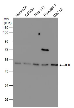 ILK antibody [N1C1]