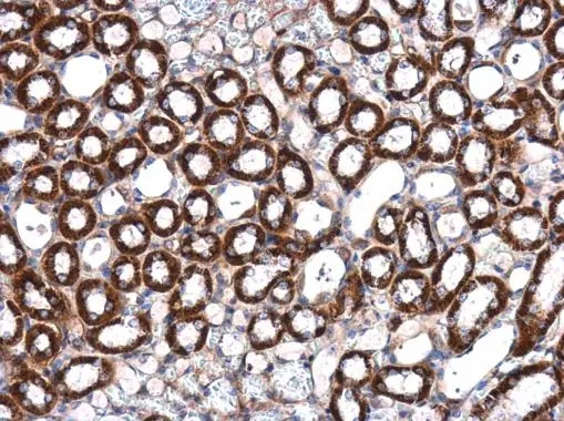 ILK antibody [N1C1] detects ILK protein at cytoplasm in mouse kidney by immunohistochemical analysis. Sample: Paraffin-embedded mouse kidney. ILK antibody [N1C1] (GTX101691) diluted at 1:500. 
 Antigen Retrieval: Citrate buffer, pH 6.0, 15 min