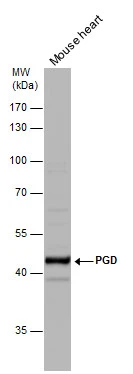 PGD antibody detects PGD protein by western blot analysis. Mouse tissue extracts (50 μg) was separated by 10% SDS-PAGE, and the membrane was blotted with PGD antibody (GTX101704) diluted at 1:1000.