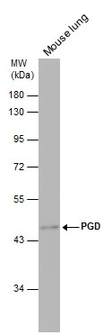 PGD antibody detects PGD protein by western blot analysis. Mouse tissue extracts (50 μg) was separated by 10% SDS-PAGE, and the membrane was blotted with PGD antibody (GTX101704) diluted at 1:500.
