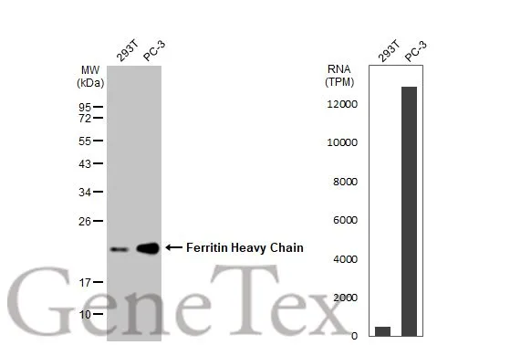 Various whole cell extracts (30 μg) were separated by 12% SDS-PAGE, and the membrane was blotted with Ferritin Heavy Chain antibody [N1C3] (GTX101733) diluted at 1:3000. The HRP-conjugated anti-rabbit IgG antibody (GTX213110-01) was used to detect the primary antibody, and the signal was developed with Trident ECL plus-Enhanced. Corresponding RNA expression data for the same cell lines are based on Human Protein Atlas program.