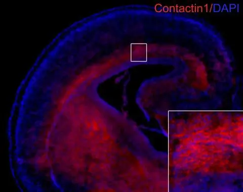 Contactin 1 antibody [C2C3] detects Contactin 1 proteins in embryonic mouse brain by immunohistochemical analysis. Sample: Frozen section of embryonic mouse brain (mE18.5). Red: Contactin 1 antibody [C2C3] (GTX101735) diluted at 1:250. Blue: DAPI.