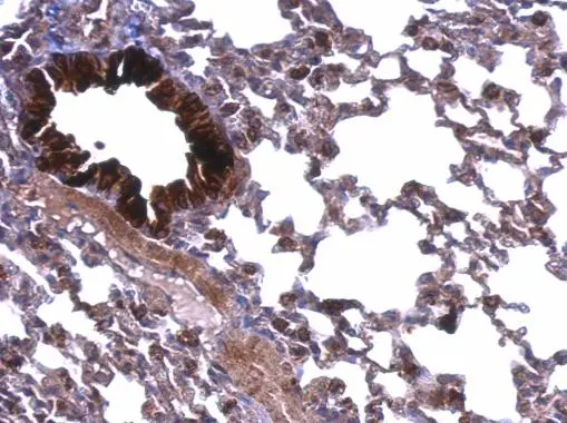 ATP5A1 antibody [C2C3], C-term detects ATP5A1 protein at membrane on mouse lung by immunohistochemical analysis. Sample: Paraffin-embedded mouse lung. ATP5A1 antibody [C2C3], C-term (GTX101741) dilution: 1:500. 
 Antigen Retrieval: Trilogy? (EDTA based, pH 8.0) buffer, 15min