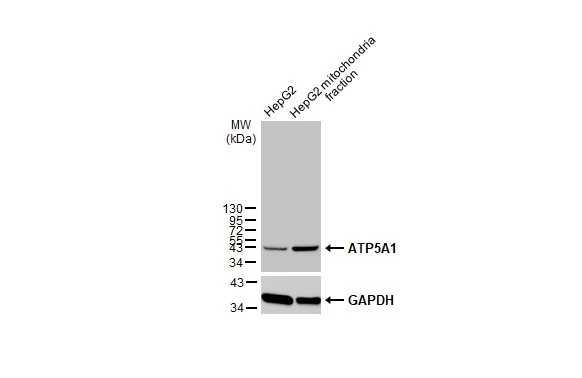 HepG2 and mitochondria extracts (30 μg) were separated by SDS-PAGE, and the membrane was blotted with ATP5A1 antibody [C2C3], C-term (GTX101741) diluted at 1:2000. The HRP-conjugated anti-rabbit IgG antibody (GTX213110-01) was used to detect the primary antibody.