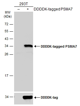 Non-transfected (–) and transfected (+) 293T whole cell extracts (30 μg) were separated by 12% SDS-PAGE, and the membrane was blotted with PSMA7 antibody [N1C3] (GTX101745) diluted at 1:1000. The HRP-conjugated anti-rabbit IgG antibody (GTX213110-01) was used to detect the primary antibody.