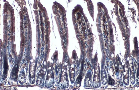 Creatine kinase (brain) antibody [N1C1] detects Creatine kinase (brain) protein at cytoplasm by immunohistochemical analysis. Sample: Paraffin-embedded mouse intestine. Creatine kinase (brain) stained by Creatine kinase (brain) antibody [N1C1] (GTX101759) diluted at 1:500. Antigen Retrieval: Citrate buffer, pH 6.0, 15 min