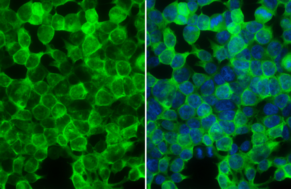 Creatine kinase (brain) antibody [N1C1] detects Creatine kinase (brain) protein at cytoplasm by immunofluorescent analysis. Sample: 293T cells were fixed in 4% paraformaldehyde at RT for 15 min. Green: Creatine kinase (brain) stained by Creatine kinase (brain) antibody [N1C1] (GTX101759) diluted at 1:1000. Blue: Fluoroshield with DAPI (GTX30920).