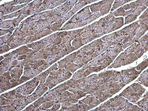 Creatine kinase (brain) antibody [N3C3] detects Creatine kinase (brain) protein at cytoplasm on mouse heart by immunohistochemical analysis. Sample: Paraffin-embedded mouse heart. Creatine kinase (brain) antibody [N3C3] (GTX101760) diluted at 1:500. 
 Antigen Retrieval: Trilogy? (EDTA based, pH 8.0) buffer, 15min