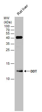 Rat tissue extract (50 μg) was separated by 15% SDS-PAGE, and the membrane was blotted with DDT antibody [N1C3] (GTX101791) diluted at 1:500.