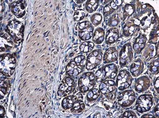 RPS10 antibody detects RPS10 protein at cytoplasm in mouse colon by immunohistochemical analysis. Sample: Paraffin-embedded mouse colon. RPS10 antibody (GTX101836) diluted at 1:500. 
 Antigen Retrieval: Citrate buffer, pH 6.0, 15 min