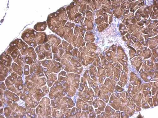 RPS15 antibody detects RPS15 protein at cytosol on mouse prostate by immunohistochemical analysis. Sample: Paraffin-embedded mouse prostate. RPS15 antibody (GTX101839) dilution: 1:500. 
 Antigen Retrieval: Trilogy? (EDTA based, pH 8.0) buffer, 15min