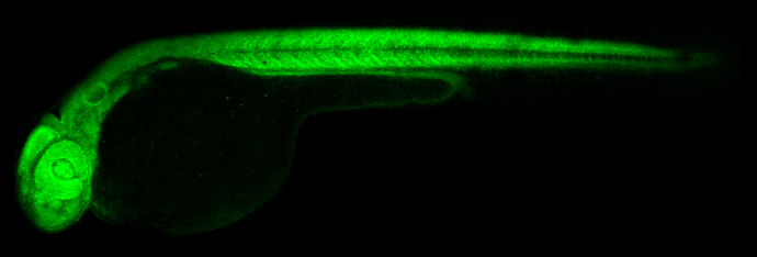RPS15 antibody detects Rps15 protein on zebrafish by whole mount immunohistochemical analysis. Sample: 2 days-post-fertilization zebrafish embryo. RPS15 antibody (GTX101839) dilution: 1:100.