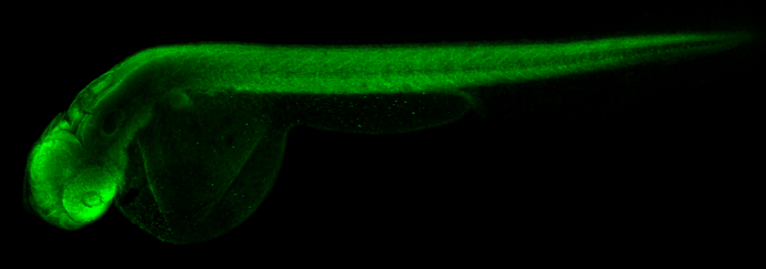 RPS15 antibody detects Rps15 protein on zebrafish by whole mount immunohistochemical analysis. Sample: 2 days-post-fertilization zebrafish embryo. RPS15 antibody (GTX101839) dilution: 1:100.