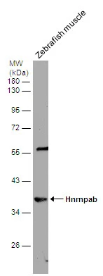Zebrafish tissue extract (30 μg) were separated by 10% SDS-PAGE, and the membrane was blotted with hnRNP AB antibody (GTX101852) diluted at 1:1000. Zebrafish tissue extract (30 μg) were separated by 10% SDS-PAGE, and the membrane was blotted with hnRNP AB antibody (GTX101852) diluted at 1:1000.