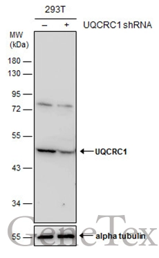 Non-transfected (–) and transfected (+) 293T whole cell extracts (30 μg) were separated by 10% SDS-PAGE, and the membrane was blotted with UQCRC1 antibody [N1N3] (GTX101862) diluted at 1:500.