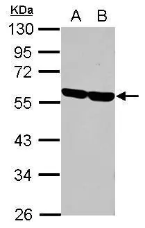 Sample (30 ug of whole cell lysate) A: K562 B: THP-1 10% SDS PAGE GTX101874 diluted at 1:1000 