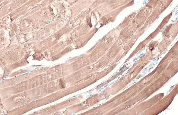 alpha Cardiac Muscle Actin antibody detects alpha Cardiac Muscle Actin protein at cytoplasm by immunohistochemical analysis. Sample: Paraffin-embedded mouse muscle. alpha Cardiac Muscle Actin stained by alpha Cardiac Muscle Actin antibody (GTX101876) diluted at 1:500. Antigen Retrieval: Citrate buffer, pH 6.0, 15 min